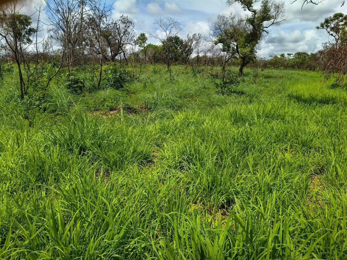 Mídia principal