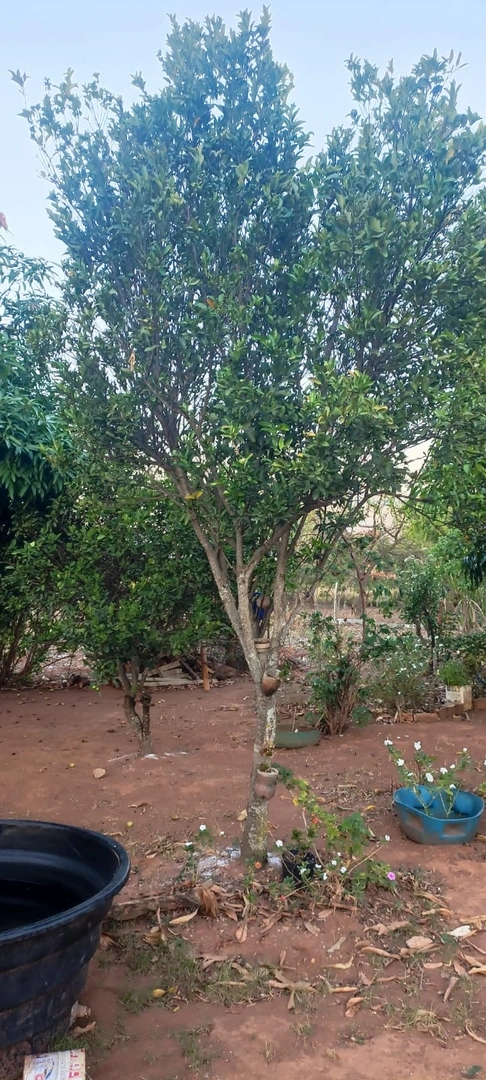 Mídia 3